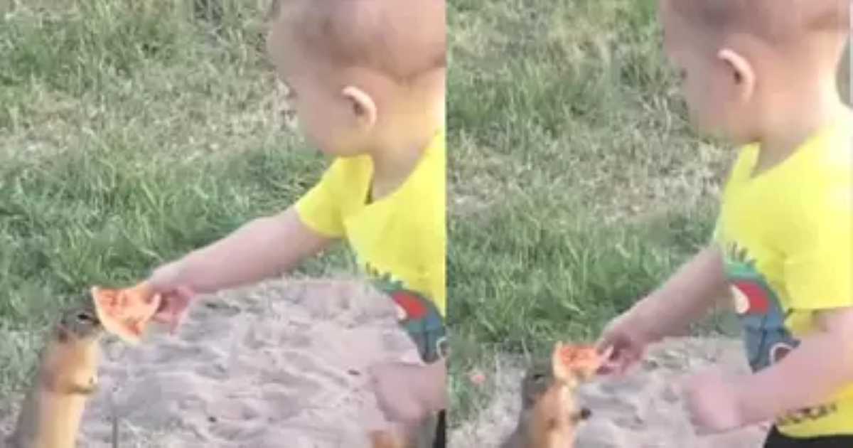 A toddler in a yellow shirt offers a slice of pizza to a small animal, possibly a prairie dog or meerkat, in a grassy outdoor setting.