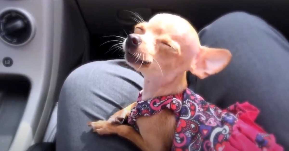A tiny teacup Chihuahua sits on a person’s lap in a car, eyes closed and face lifted in a blissful expression, wearing a colorful dress with red and purple hearts.