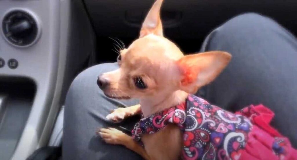A teacup Chihuahua in a vibrant heart-patterned dress rests on a person’s lap inside a car, ears perked and eyes wide open, looking curiously to the side.