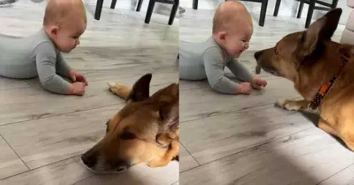 A baby lying on the floor shares a sweet moment face-to-face with a calm dog, both showing gentle curiosity and connection.