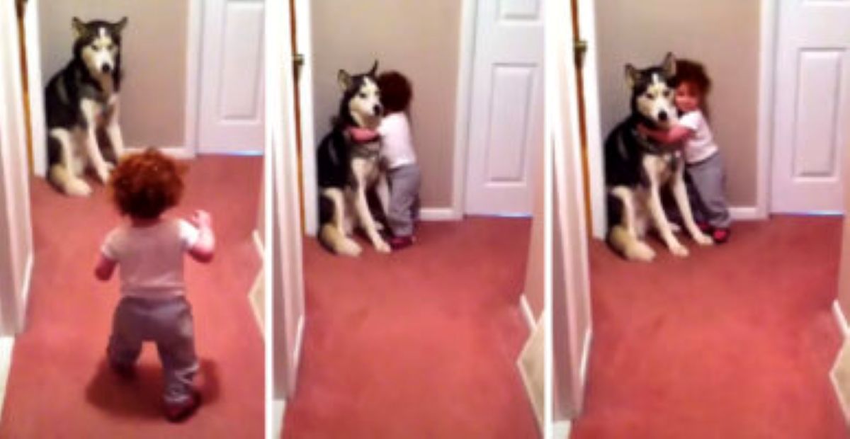 A toddler walks down a hallway toward a large Husky dog sitting calmly against the wall, as if seeking comfort.