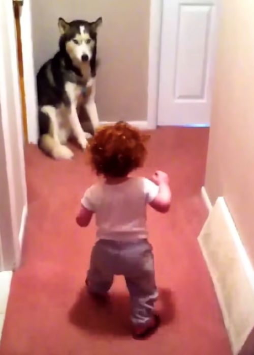 The toddler stands close to the Husky and wraps their arms around the dog's neck in a gentle hug.