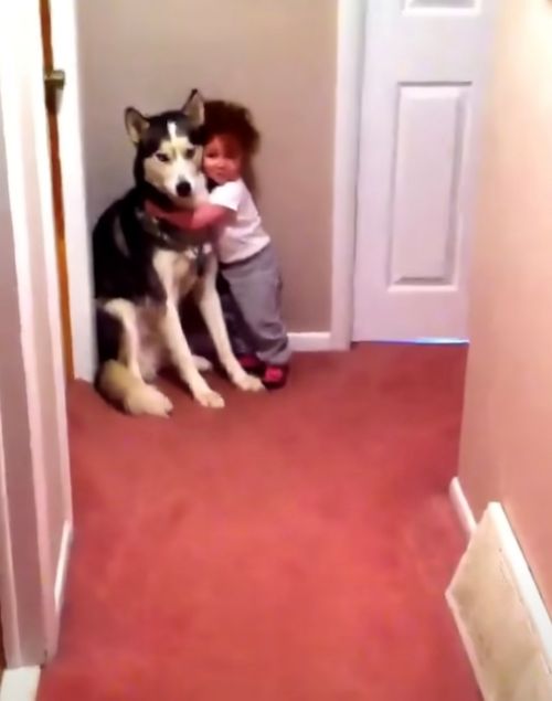 The toddler hugs the Husky tightly while smiling, and the dog sits still, looking calmly ahead.