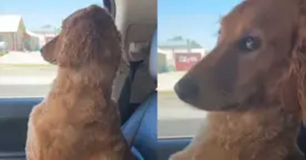 A golden-colored dog rides in a car, first gazing out the window and then giving a side-eye glance with a comically unimpressed expression.