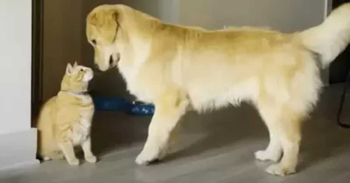 A golden retriever and an orange tabby cat stare at each other closely in a calm and curious moment inside a home.
