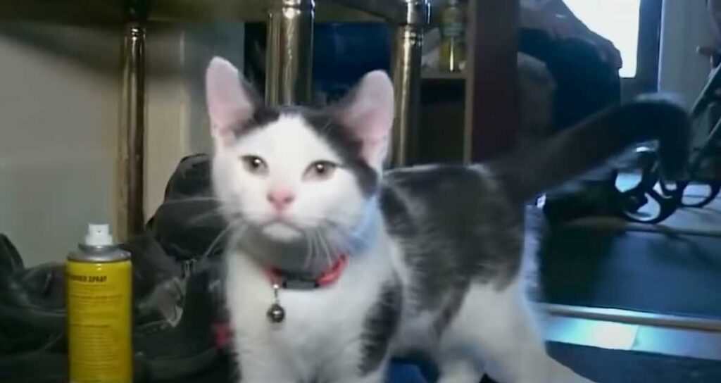 A white and gray cat with a red collar and bell stands alertly indoors, looking directly at the camera with curiosity and calmness.