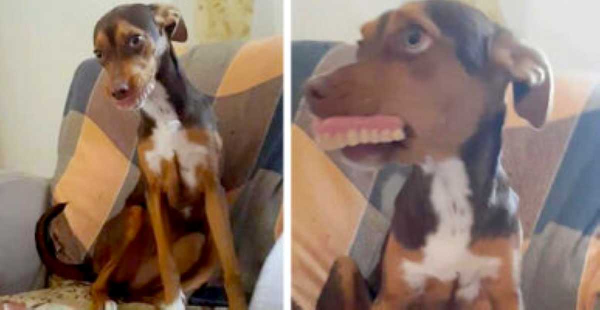 A small brown and tan dog sits on a couch with a mischievous look, wearing a set of human dentures in its mouth, giving it a comically exaggerated smile.