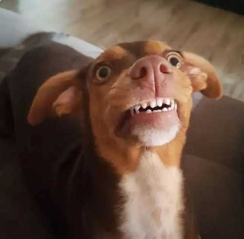 Close-up of a small brown dog looking up with wide eyes and a goofy expression, showing its own sharp teeth in a hilariously human-like grin.