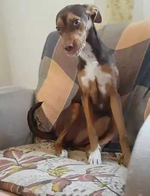 The same brown dog sits stiffly on a patterned couch, tilting its head with a sheepish look while clearly wearing someone’s dentures in its mouth.