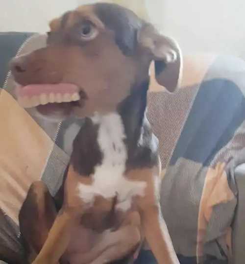 A side profile of the dog on a couch, wearing a full set of dentures and staring off-camera with an oddly human and comical smile.