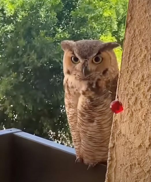 A close-up of a wide-eyed owl perched on the edge of a balcony, with green trees softly blurred in the background.