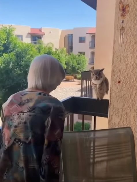 An elderly woman stands facing a perched owl on her balcony, appearing to engage with the bird as sunlight bathes the scene.