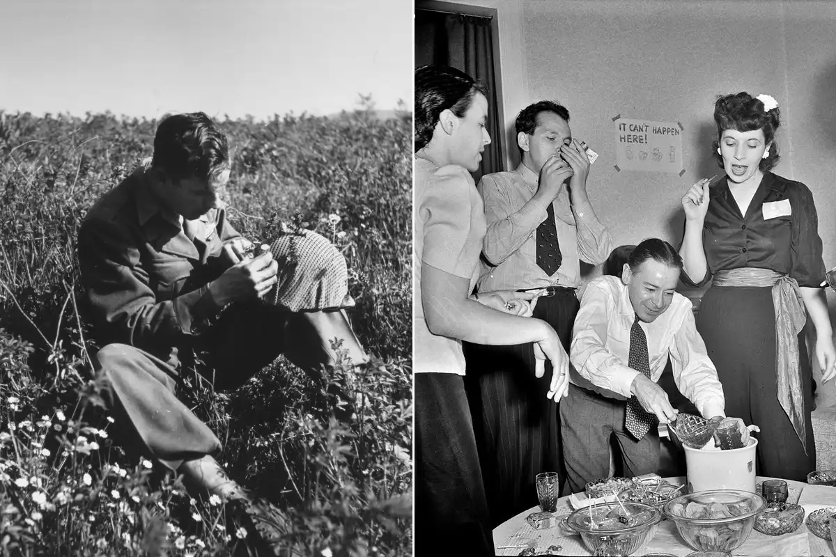 A split image: on the left, a person sits in a field observing flowers, and on the right, a group socializes around a table of food.