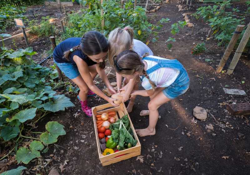 Three children harvesting vegetables in a garden, placing them in a wooden crate.