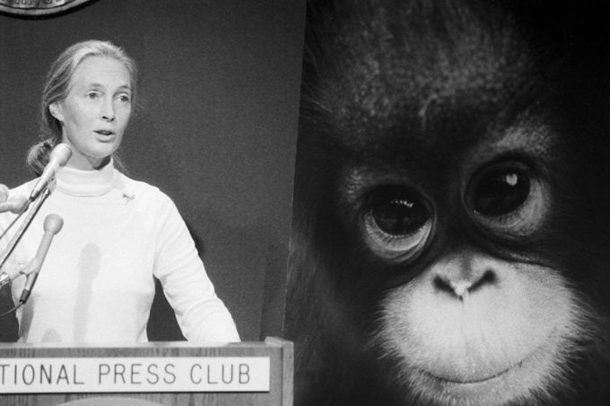 Woman speaks at a podium labeled "National Press Club" beside a large image of a young primate.
