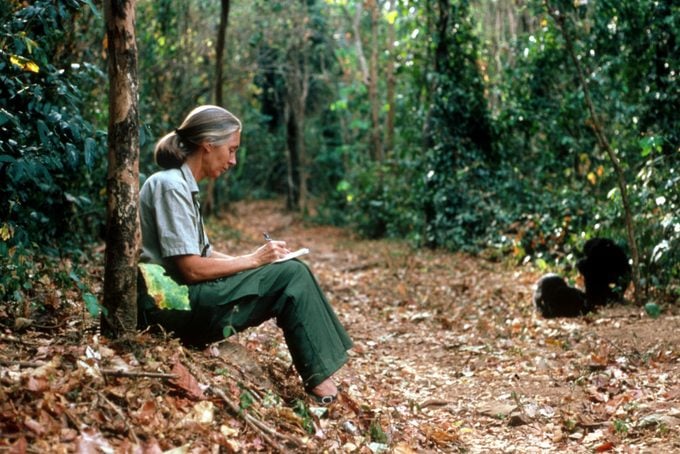 Woman sitting in a forest, writing in a notebook, observing two chimpanzees in the distance.