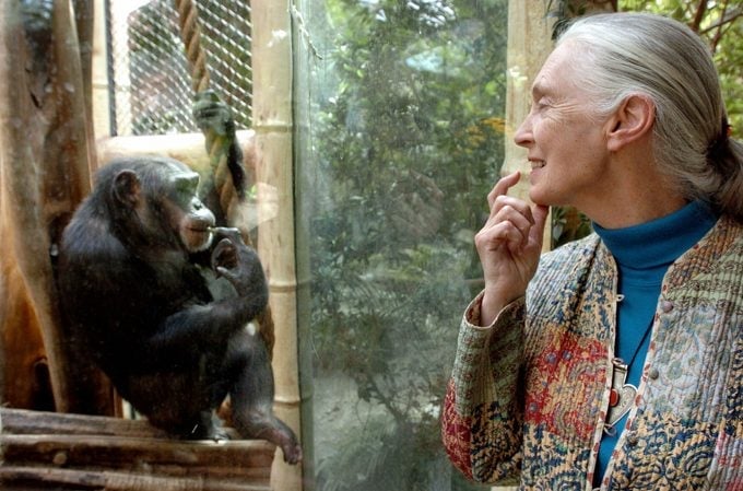 Woman smiling through glass at a chimpanzee mimicking her gesture at a sanctuary or zoo.