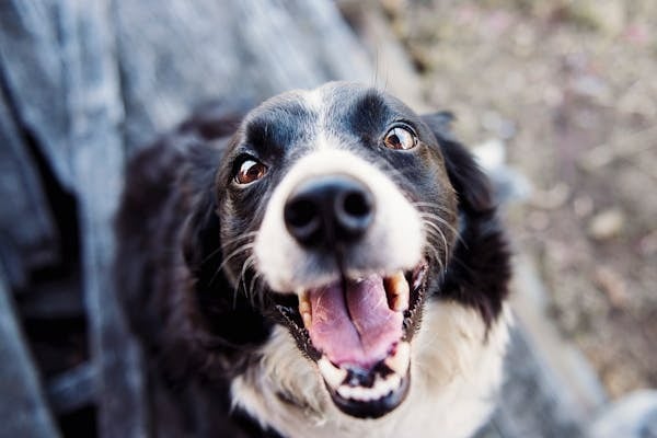36 Unexpected Habits That Show You’re Actually on Track for a 100-Year Life 4 A black-and-white dog looks up at the camera with wide eyes and an open-mouthed smile, appearing playful and excited.